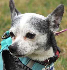 SOCKS-SENIOR SEEKING SENIOR photo 3