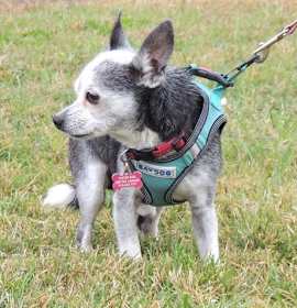 SOCKS-SENIOR SEEKING SENIOR photo 4