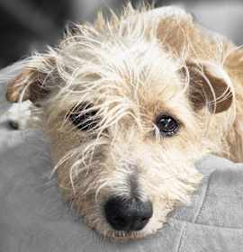 Photo of Otter / Oso