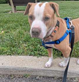 Wilma (NJ) Sweet Quiet Girl! photo 1