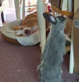 Wilma (NJ) Sweet Quiet Girl! photo 4