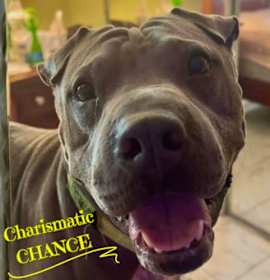 Photo of CHARISMATIC CHANCE
