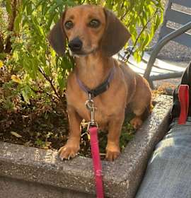 Photo of Lottie $550