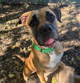 Photo of Bull Grizzly 