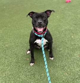 Hermione IV 64 photo 2