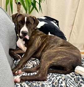 Tessia (foster) photo 2