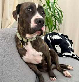 Tessia (foster) photo 3