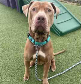 Big Larry 31 photo 2