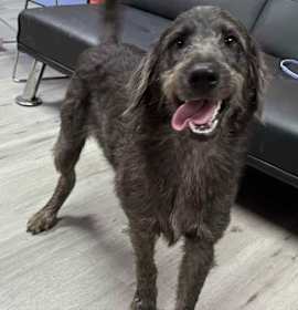 Photo of BUCK’D/URGENT