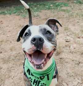 Photo of Pretty Princess FOSTER NEEDED TOO!