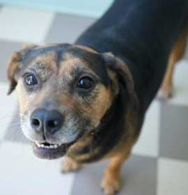 Photo of Lucky~SPONSORED!