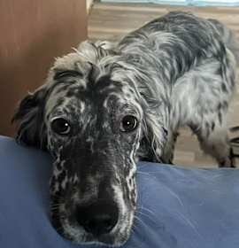 Yu’Lei $600 photo 1