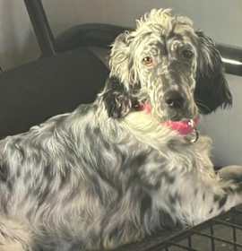 Yu’Lei $600 photo 4