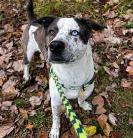 Archer VI 35 photo 2