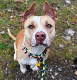 Crimson IV (foster) photo 3