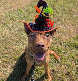 Photo of Roux (Gumbo)