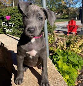Ruby Red- Silver Lab photo 1