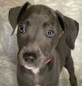 Ruby Red- Silver Lab photo 3