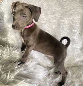 Ruby Red- Silver Lab photo 4