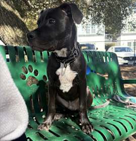 Photo of Shadow [Foster Home]