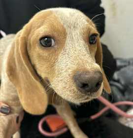 Piña Colada photo 2