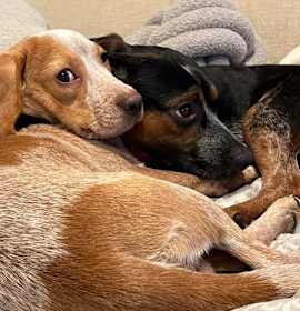 Piña Colada photo 4