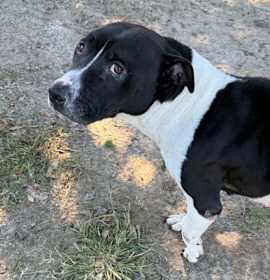 Photo of Ghoulie(HW+)