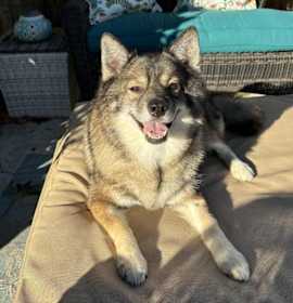 Photo of Louie fka Lobo