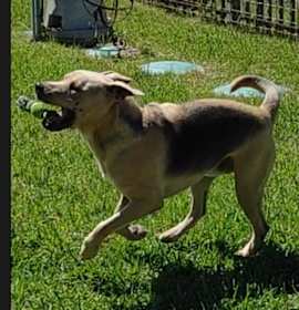 Relay (AKA Thor) photo 3