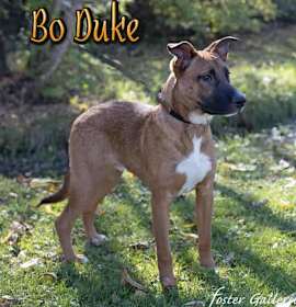 Photo of Bo Duke (CAT TOLERANT!)