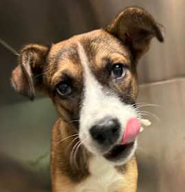 Mia Thermopolis Renaldi III photo 1