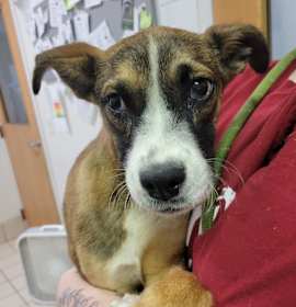 Mia Thermopolis Renaldi III photo 2