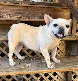 Photo of BUTTER BEAN