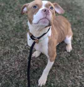 Bit O' Honey photo 3