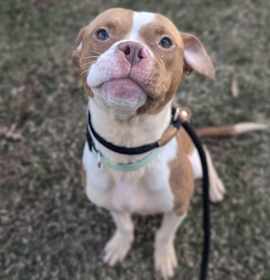 Bit O' Honey photo 4