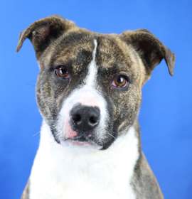 Photo of Merlot - 072901T