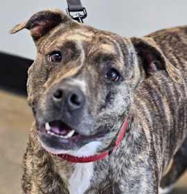 Photo of Skylar fka Piggy