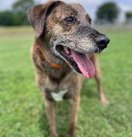 Photo of Tevye/Tundra