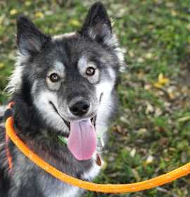 Photo of STORMIE - NEEDS A FOSTER