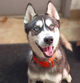 Photo of Oogie Boogie