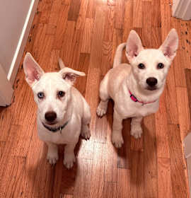 SPICE & TIKO photo 2