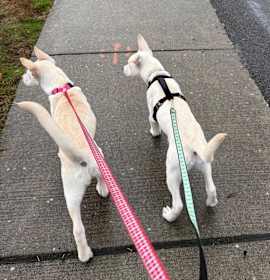 SPICE & TIKO photo 3