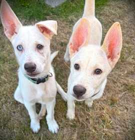 SPICE & TIKO photo 1