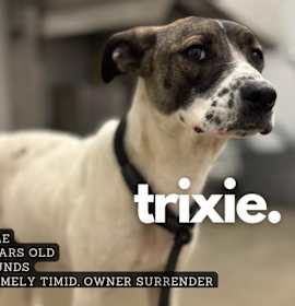 Photo of Trixie