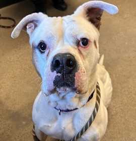 Tyson XXI 30 photo 2