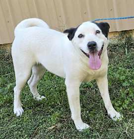 Prissy *foster needed* photo 3