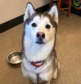 Shadow XXI 47 photo 1