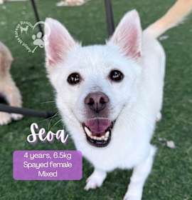 Photo of Seoa-Adopted!