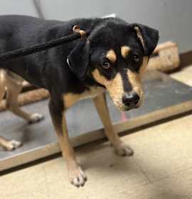 Photo of Deviled Egg