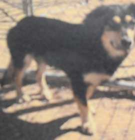 Photo of Susan (A114818)